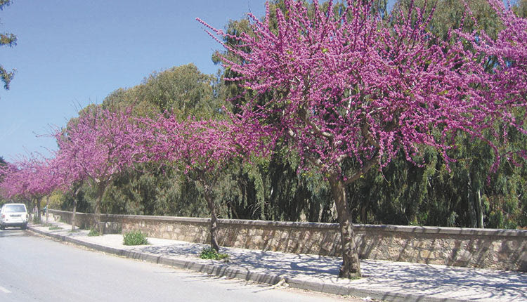 ΜΕΓΑΛΟ ΤΟ ΠΡΟΒΛΗΜΑ ΣΤΟ ΗΡΑΚΛΕΙΟ Μετά τα πεύκα, τις μουριές, “άρρωστες” και οι κουτσουπιές!