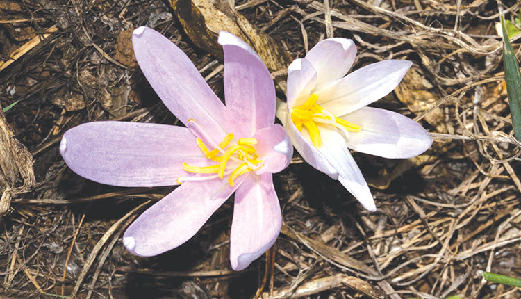 Colchicum balansae