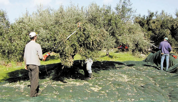 Επισπεύδουν την ελαιοκομική περίοδο οι ελλείψεις σε εργάτες γης