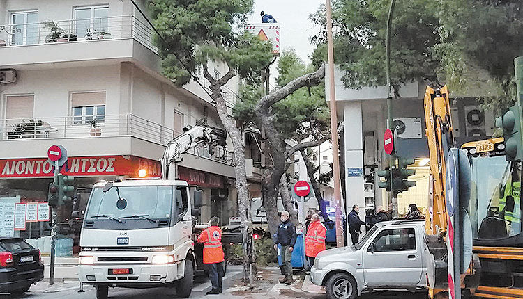 Κραυγή αγωνίας από αναγνώστρια της “Π”: Κάντε κάτι με τα πεύκα στον Μασταμπά! Έχουν πάρει φόρα και θα τα βγάλουν όλα και δεν θα μείνει πευκοβελόνα!