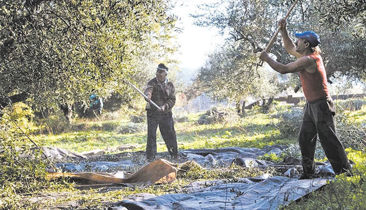 Σοβαρές προοπτικές για ακόμα καλύτερες τιμές στο ελαιόλαδο