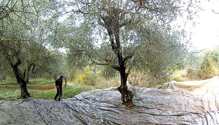 εργάτες γης για τις ελιές