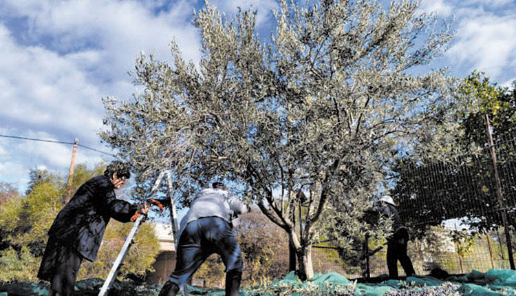 Προβλήματα με τη λειτουργία της ηλεκτρονικής πλατφόρμας για την καταβολή των επιδοτήσεων