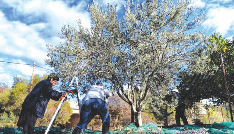 Αυξάνονται οι περιπτώσεις που άγνωστοι ραβδίζουν ελιές τρίτων για να πάρουν το λάδι