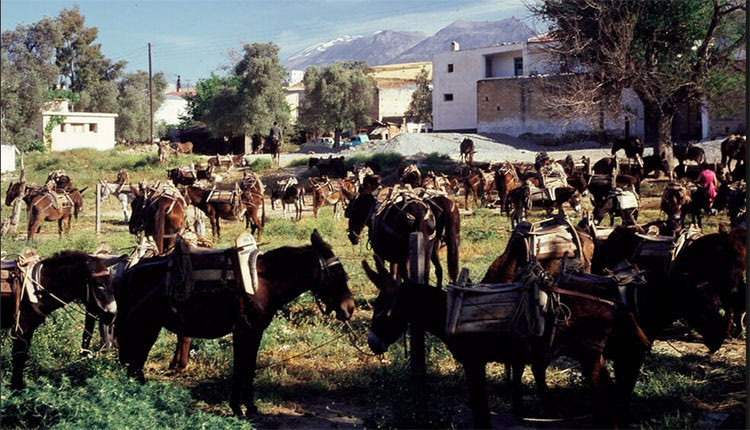 ΦΩΤΟΗΜΕΡΑΣ: 1968, στο παζάρι των Μοιρών. Παρκαρισμένα τα γαϊδουράκια...