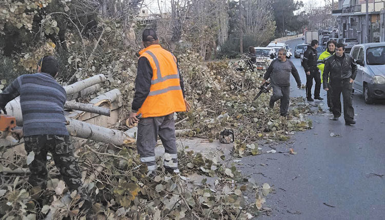 ΜΕΤΑ ΤΟ ΠΕΥΚΟ ΚΑΙ ΜΙΑ ΛΕΥΚΑ… ΠΡΟΔΟΘΗΚΕ ΑΠΟ ΤΗ ΡΙΖΑ ΤΗΣ Νέα πτώση δέντρου απείλησε 70χρονο