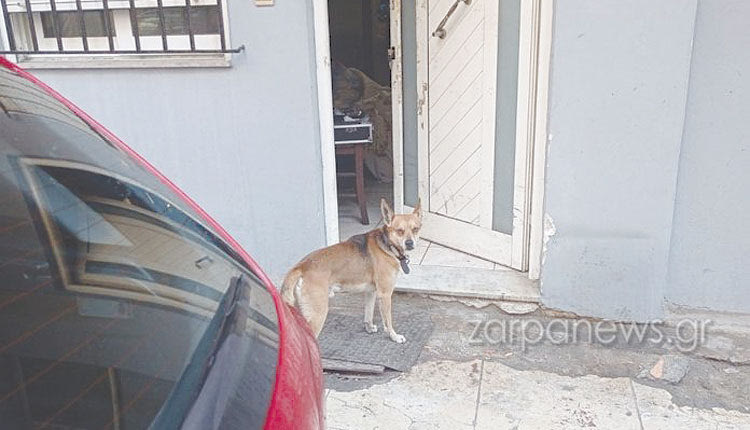 Το θύμα ζούσε με το σκυλάκι του, που τώρα μοιάζει χαμένο...