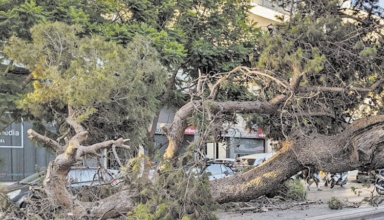 ηρακλειο: Τα δέντρα που πληγώναμε…