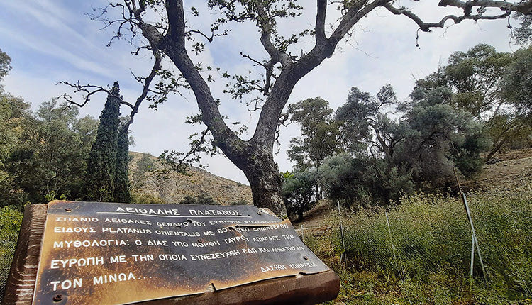 Ο αειθαλής πλάτανος της αρχαίας Γόρτυνας