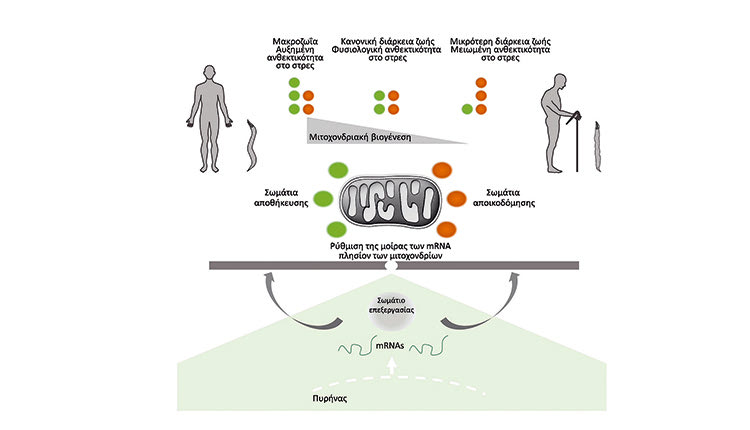 Νέα επιστημονικά δεδομένα αποκαλύπτουν μηχανισμούς γήρανσης και παθογένεσης σοβαρών ασθενειών