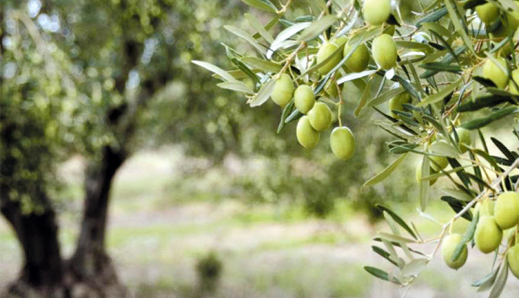 Πολύ μεγάλα προβλήματα στην ελαιοπαραγωγή στην Κρήτη