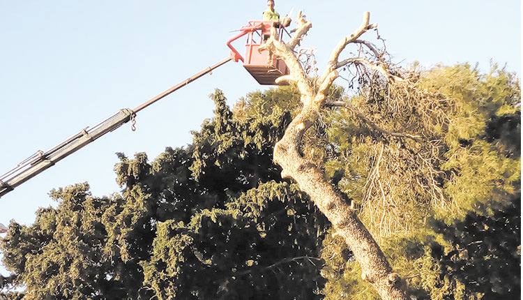 Δικαιώθηκε ο Δήμος για τις κοπές των πεύκων