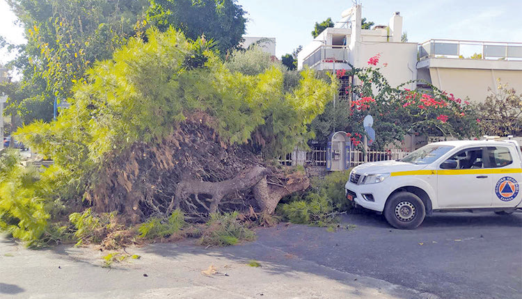 ΣΥΝΑΓΕΡΜΟΣ ΧΘΕΣ ΣΤΟΝ ΜΑΣΤΑΜΠΑ Επικίνδυνο δέντρο; Μην το κόψεις μόνος!