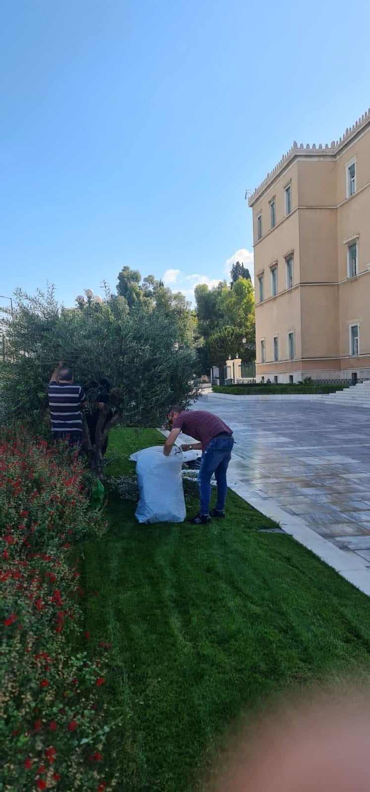 Λιομάζεμα στα δέντρα της Βουλής έφερε η χρυσή τιμή του λαδιού