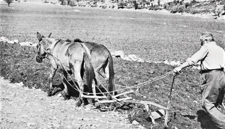 ΦΩΤΟΗΜΕΡΑΣ: Κρητικός οργώνει το χωράφι του το (1962).