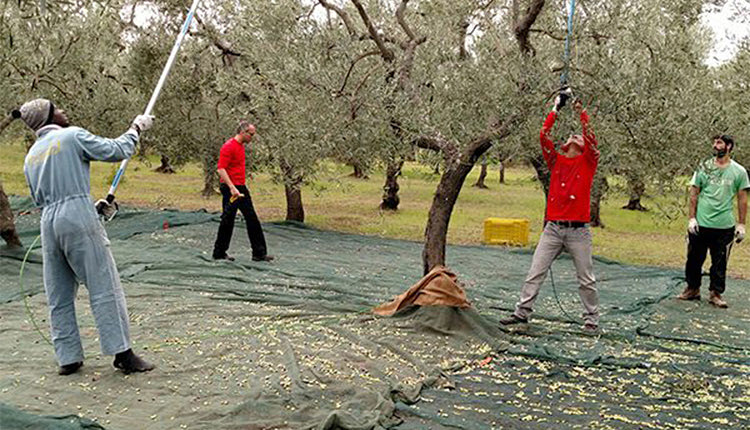 Σε απόγνωση είναι πλέον οι ελαιοπαραγωγοί