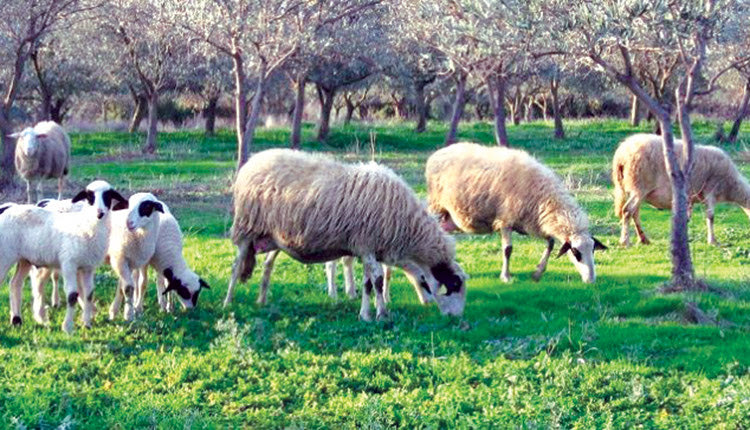 κτηνοτροφία βόσκηση πρόβατα