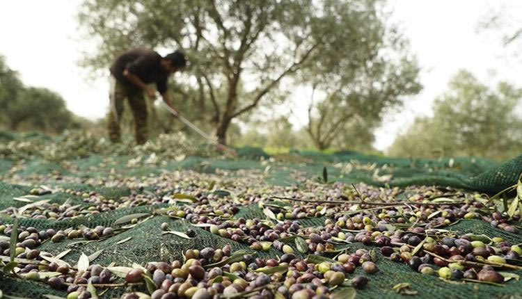 Ολοκληρώθηκαν οι δολωματικοί ψεκασμοί – Πότε θα ξεκινήσει η συγκομιδή