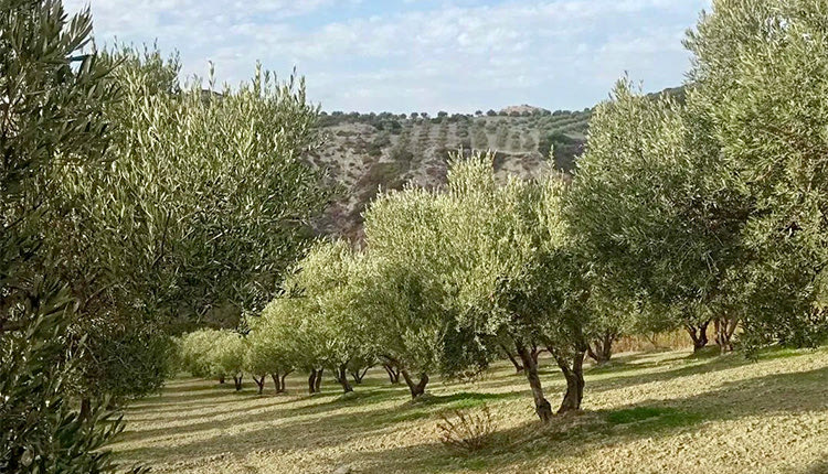 οπεκεπε αγροτικες ενισχυσεις