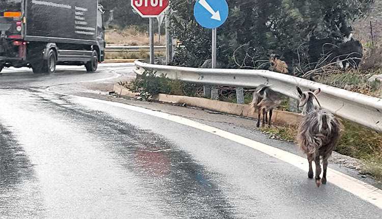 Δεν ξέρω τι θα γίνει με το νέο ΒΟΑΚ, αλλά μόνο… κλειστός αυτοκινητόδρομος δεν είναι τώρα! Εκεί που πας… τσουπ και μια αίγα! Δυο… τρεις, ένα κοπάδι! Δυστυχώς θα σκοτωθεί κόσμος (φωτογραφία από τον κόμβο Μαλίων Α. Βασιλάκης).