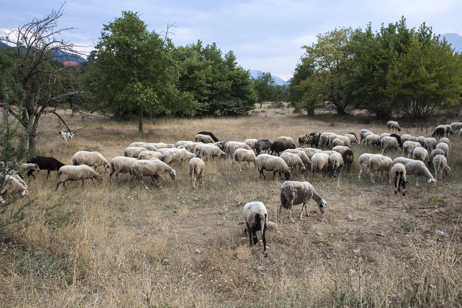 Αντιλήφθηκαν την παρουσία των αστυνομικών, εγκατέλειψαν τα κλεμμένα ζώα!