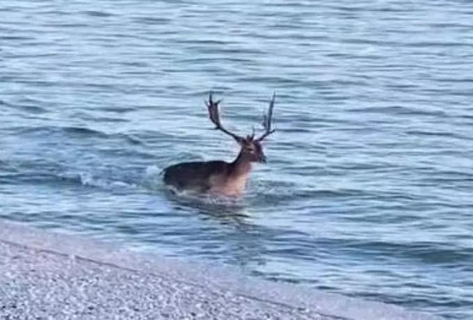 Έχετε δει ξανά ελάφι να απολαμβάνει τόσο πολύ την θάλασσα ;