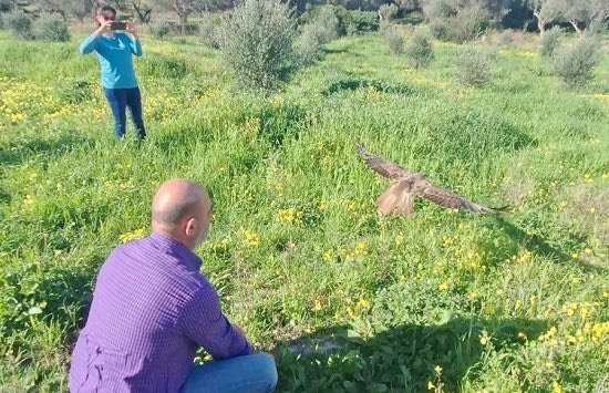 Η νεαρή γερακίνα επέστρεψε στο φυσικό της περιβάλλον