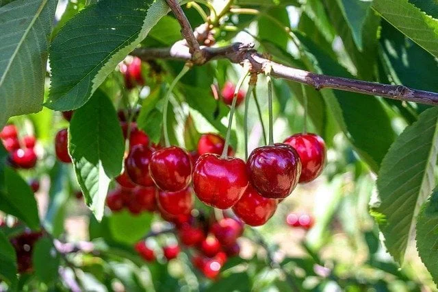 Τα φετινά κεράσια ξεπέρασαν στην αγορά και το ελαιόλαδο