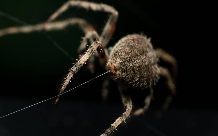Επιστήμονες δημιούργησαν αισθητήρες εμπνευσμένους από το μετάξι της αράχνης