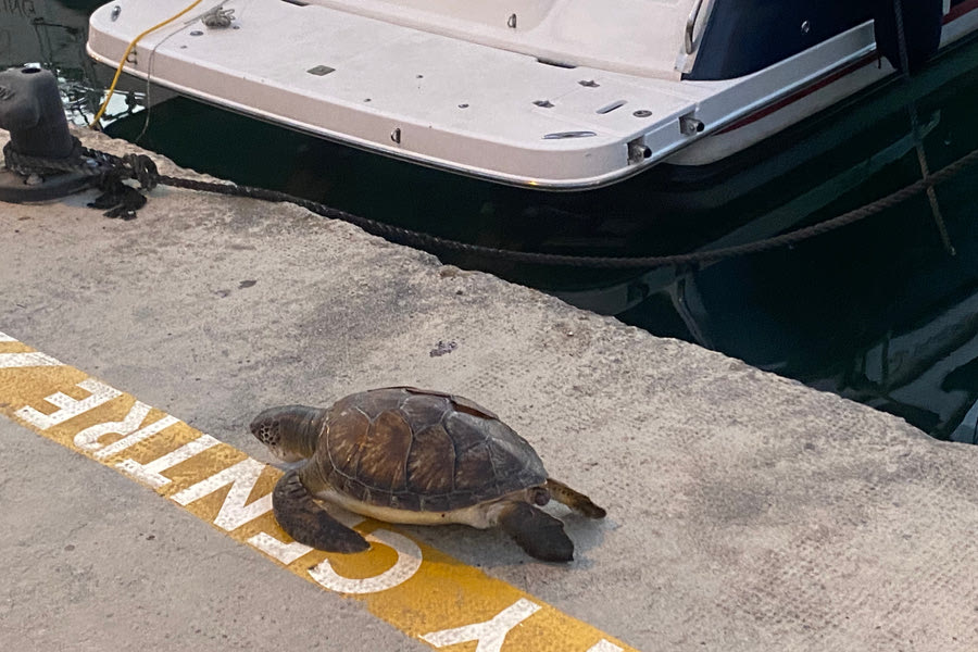 Mια χελώνα στο λιμάνι ψάχνει το… δρόμο για το κέντρο!