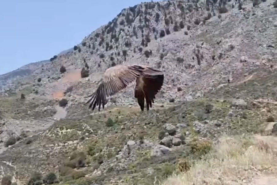 Τα αγριοπούλια επέστρεψαν στην αγκαλιά του Ψηλορείτη