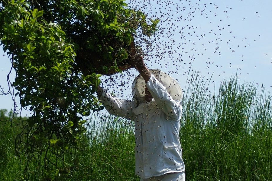 Μελισσοκόμοι: Αρχίζει το πρόγραμμα της ΚΑΠ για τη βιοποικιλότητα