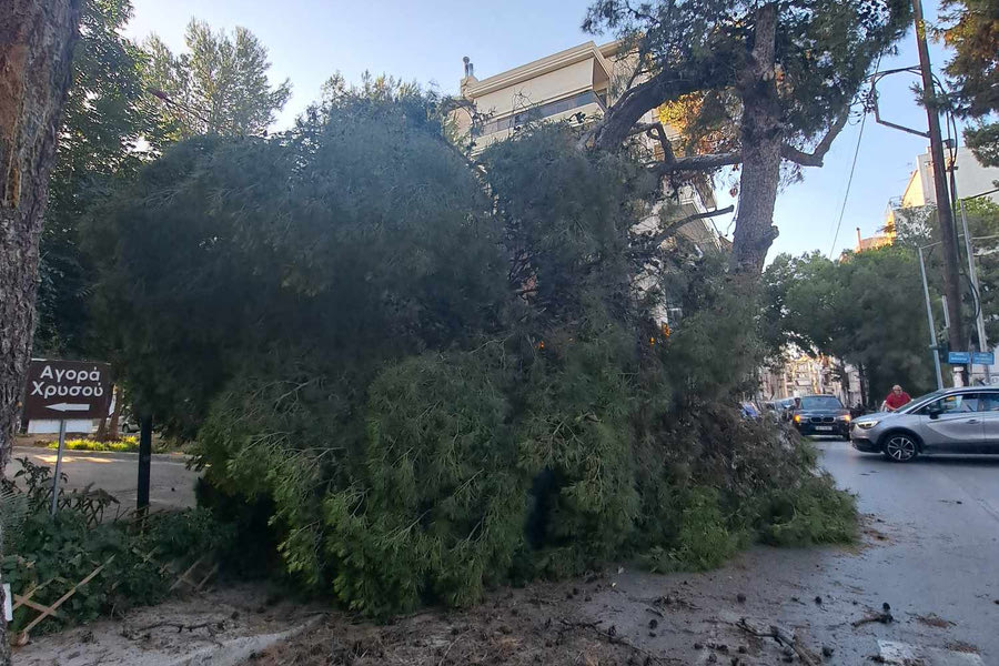 Έπεσε δέντρο σε γειτονιά του Ηρακλείου – φωτογραφίες