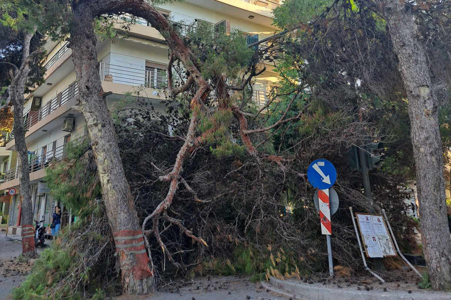 Η Λότζια επισπεύδει τις κοπές των «σεσημασμένων» δέντρων