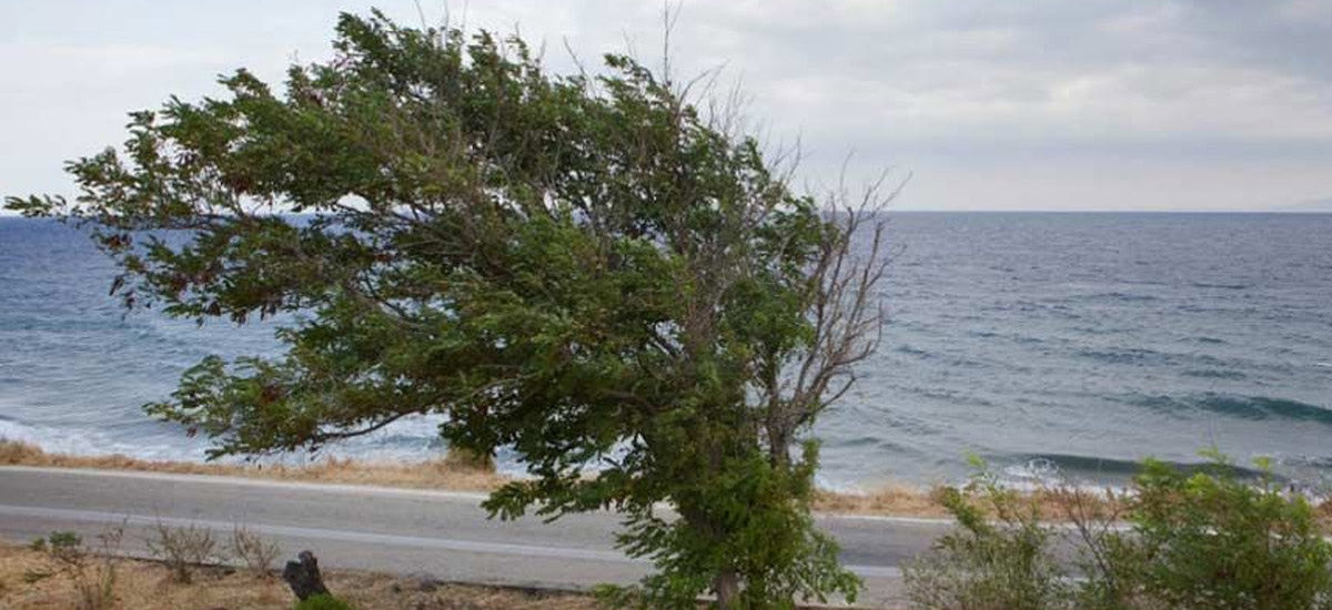 Ξεπέρασε τα 100 km/h η ριπή του ανέμου στον Πλακιά!