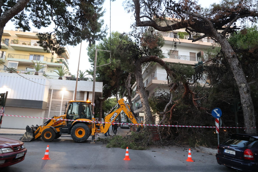 Η νέα πτώση φέρνει στο… τραπέζι ξανά την διαδικασία κοπής δέντρων στο Ηράκλειο