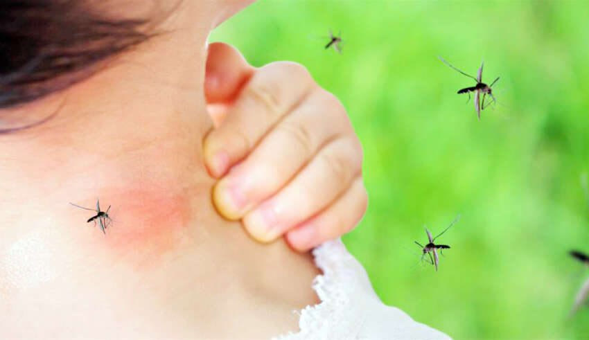 Η Περιφέρεια Κρήτης ενημερώνει για το πρόγραμμα καταπολέμησης κουνουπιών
