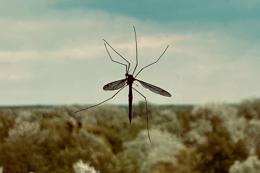 Οι «ελκυστικοί» για τα κουνούπια και το… αιώνιο ερώτημα: Γιατί τσιμπούν εσάς και όχι τον διπλανό σας ;