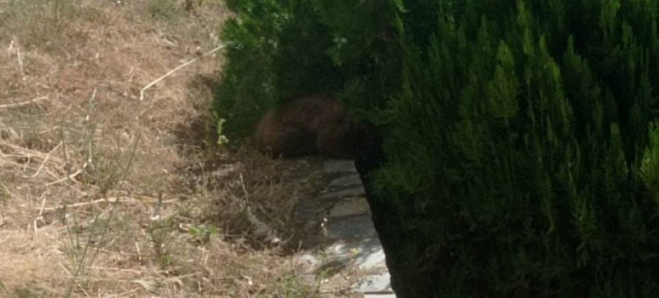 Καστοριά: Απεγκλωβίστηκε αρκουδάκι που παγιδεύτηκε σε προαύλιο ξενοδοχείου