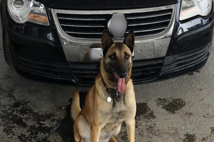 Κομοτηνή: Ναρκωτικά εντόπισαν οι αστυνομικοί σκύλοι Laika και As