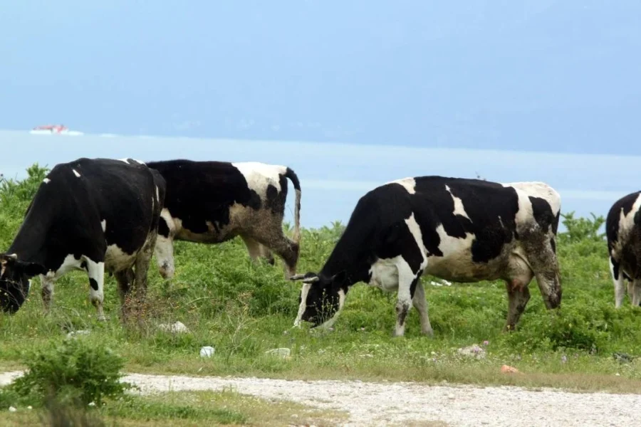 Από τις αγελάδες θα ξεκινήσει μια πανδημία της γρίπης των πτηνών – Τι λένε οι ειδικοί