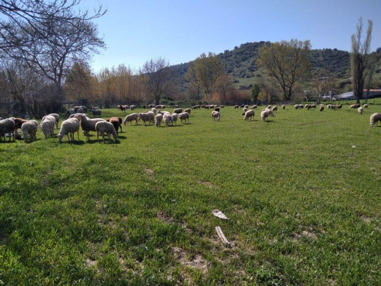 Σε Λάρισα και Κόρινθο τα νέα κρούσματα πανώλης