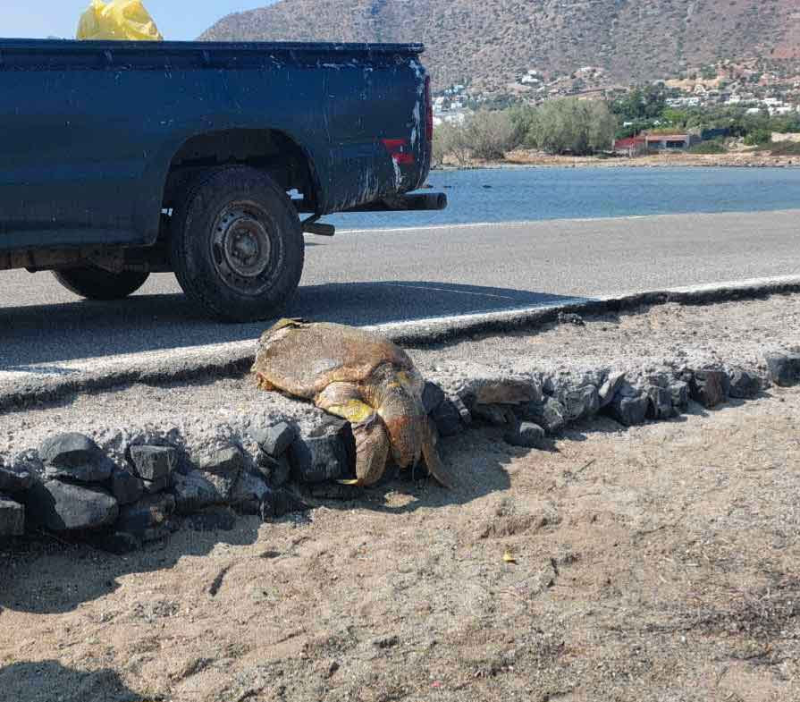 Νεκρές χελώνες καρέτα – καρέτα στην Ελούντα (φωτογραφίες)