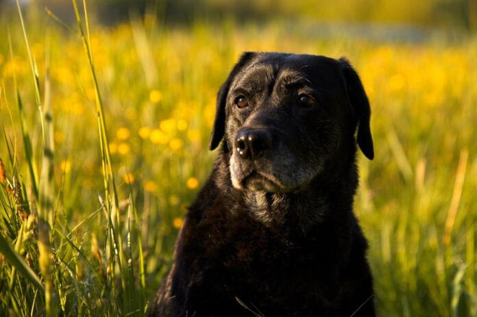 Καρδίτσα: Φυσικός δημιούργησε εφαρμογή που σώζει από επίθεση αδέσποτων σκύλων