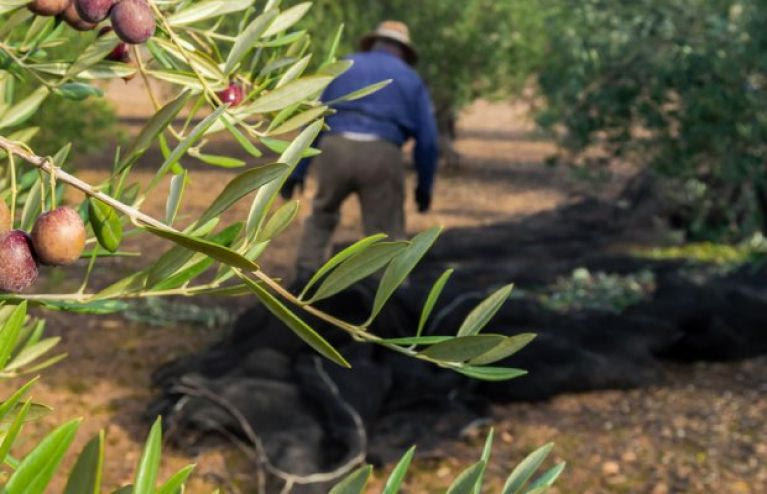 Έκκληση του Συνδέσμου Ελαιοκομικών Δήμων Κρήτης για Τροποποίηση του Κανονισμού Αποζημιώσεων ΕΛΓΑ