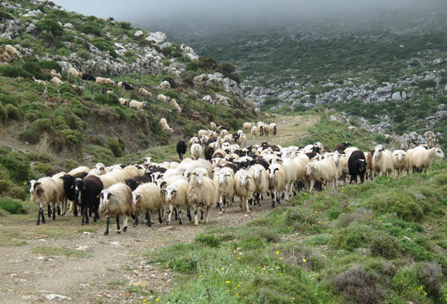 Πανώλη αιγοπροβάτων: Συνεχίζονται οι έλεγχοι – Θα χρηματοδοτηθεί η δημιουργία rapid test