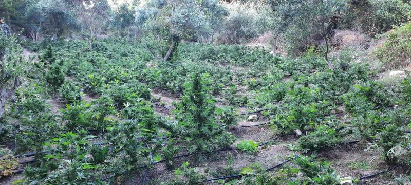 Εγκληματική οργάνωση στην Κρήτη: Η μεγάλη επιχείρηση της αστυνομίας – συλλήψεις για καλλιέργεια κάνναβης και διακίνηση ναρκωτικών
