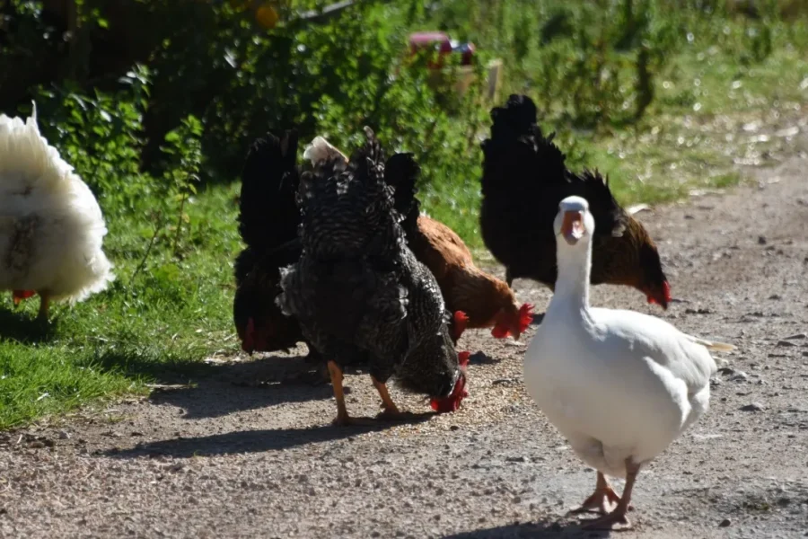 ΕΟΔΥ: Σε ετοιμότητα για τη γρίπη των πτηνών – Εκπονήθηκε Άσκηση επί Χάρτου
