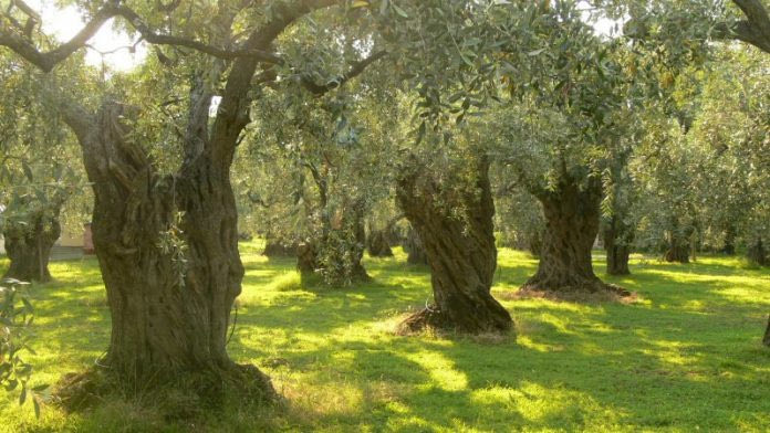 Ελλειµµατική άρδευση και βέλτιστη παραγωγή: Τι αναφέρει η ανακοίνωση της Περιφέρειας Κρήτης