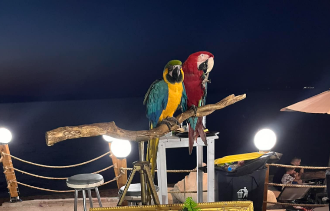 Χαλκιδική: Βαρύ πρόστιμο σε ιδιοκτήτη ξενοδοχείου – Χρησιμοποιούσε παπαγάλους ως «κράχτες»